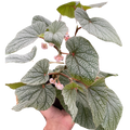 Begonia 'Frosty'