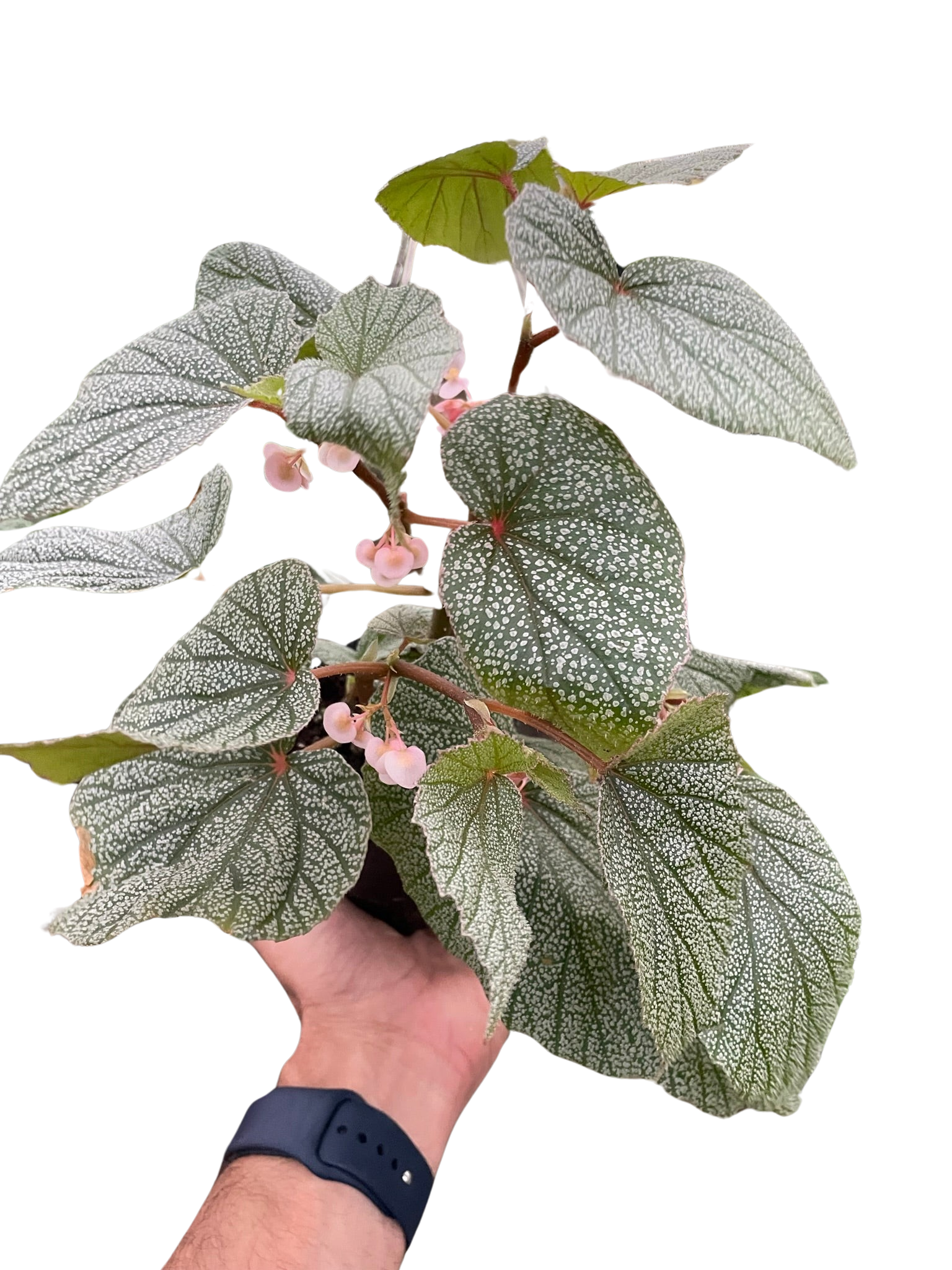 Begonia 'Frosty'