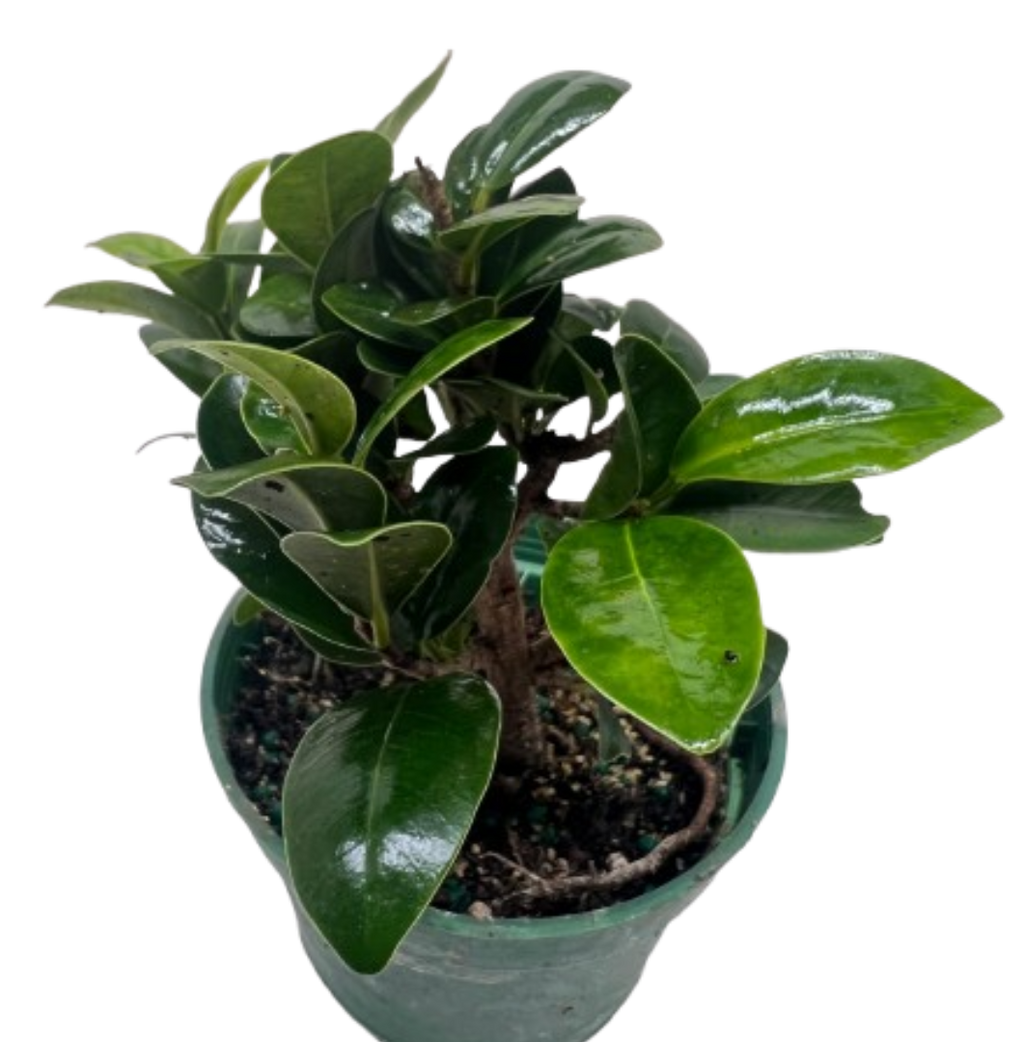 Bonsai Ficus Compacta