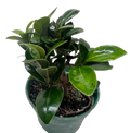 Bonsai Ficus Compacta