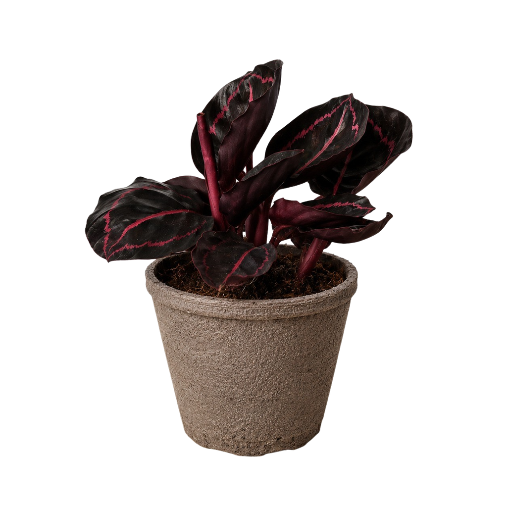 Calathea 'Dottie'