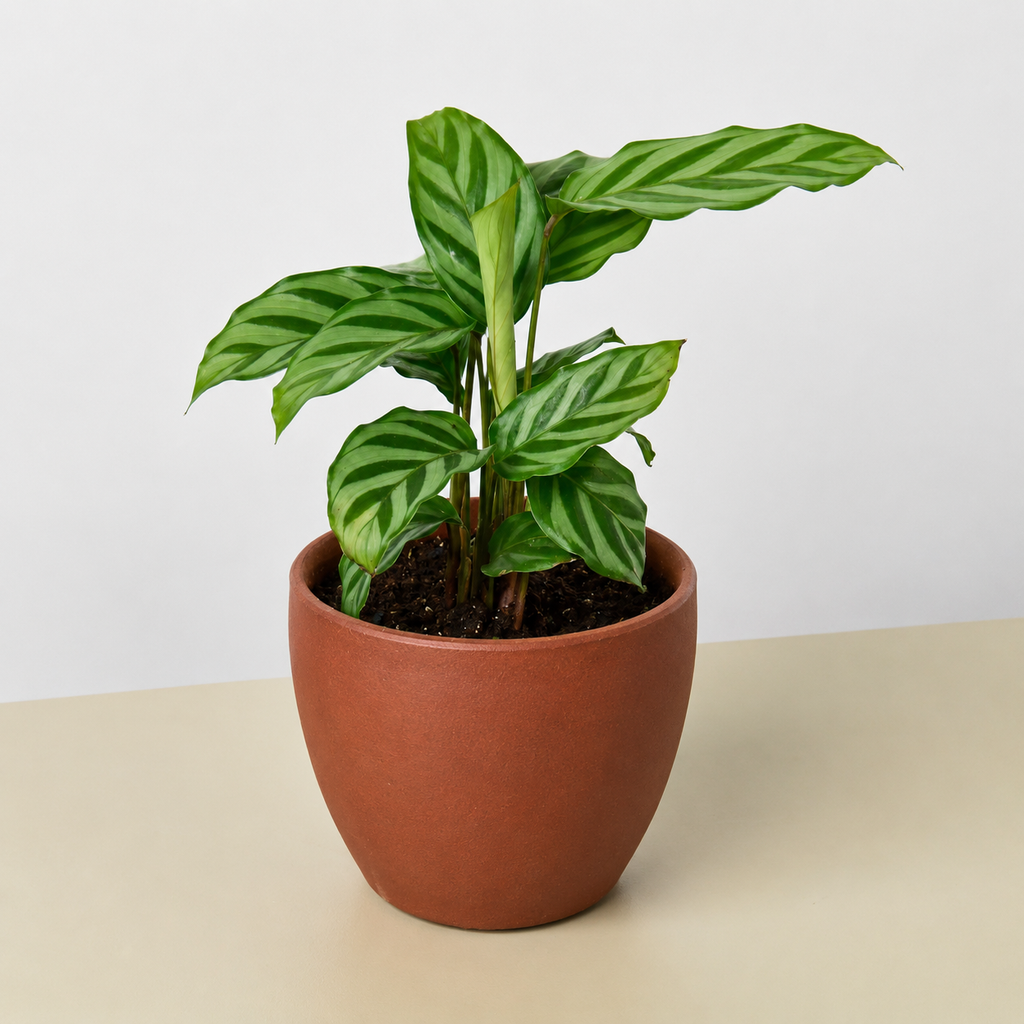 Calathea Concinna 'Freddie'