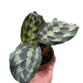 Calathea 'Kennedy'