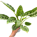 Calathea Leopardina
