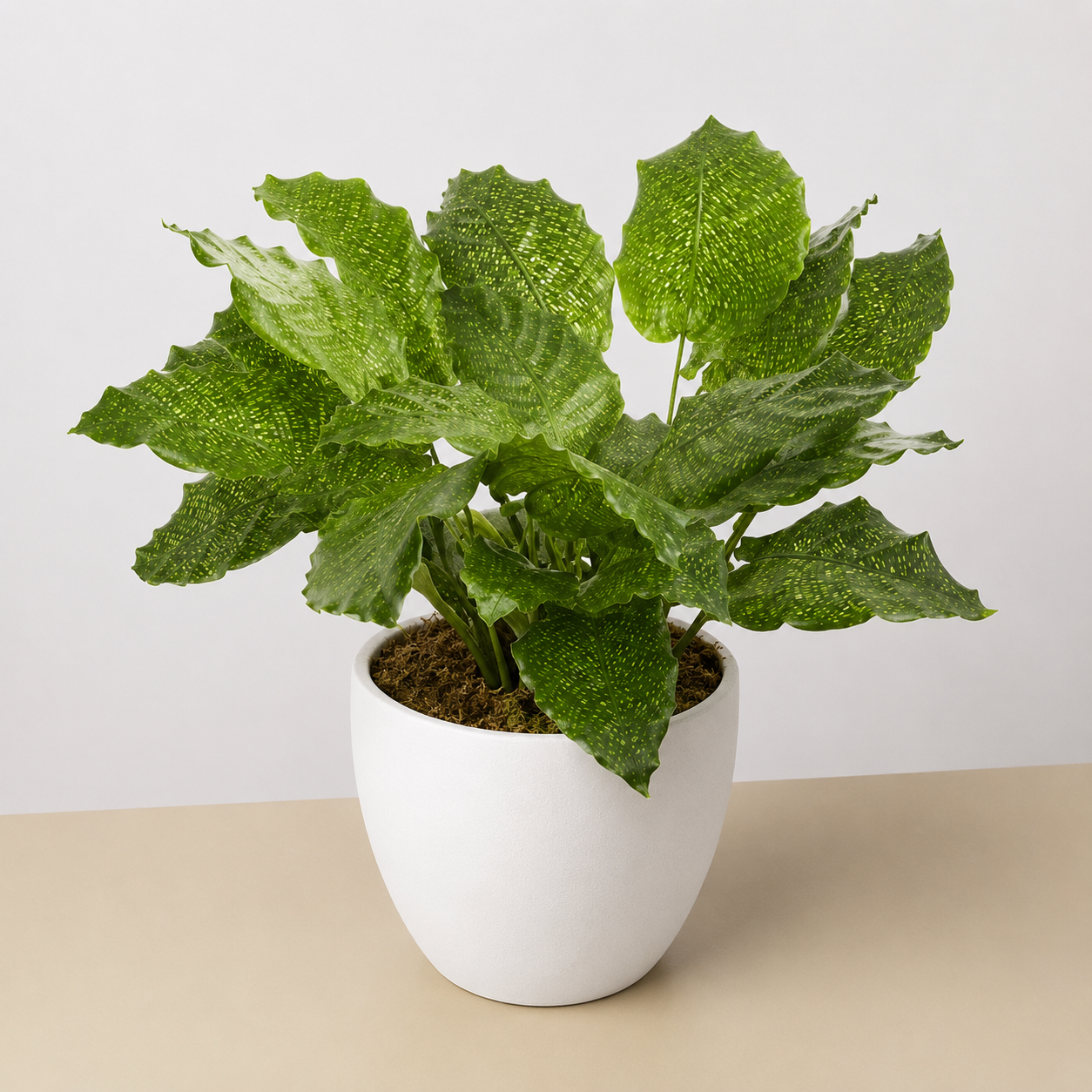 Calathea 'Musaica'