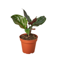 Calathea 'Ornata'