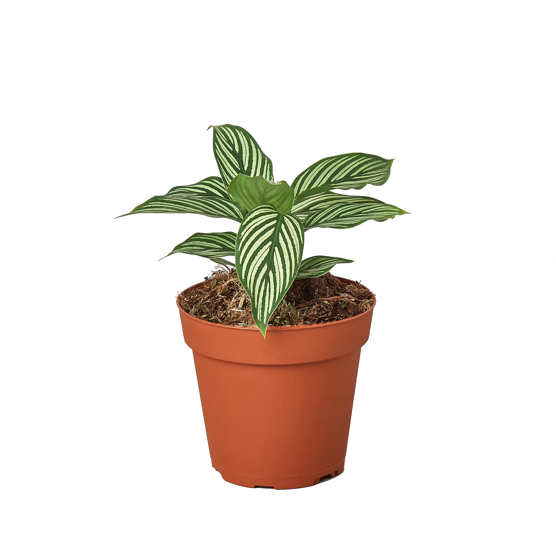 Calathea 'Vittata'