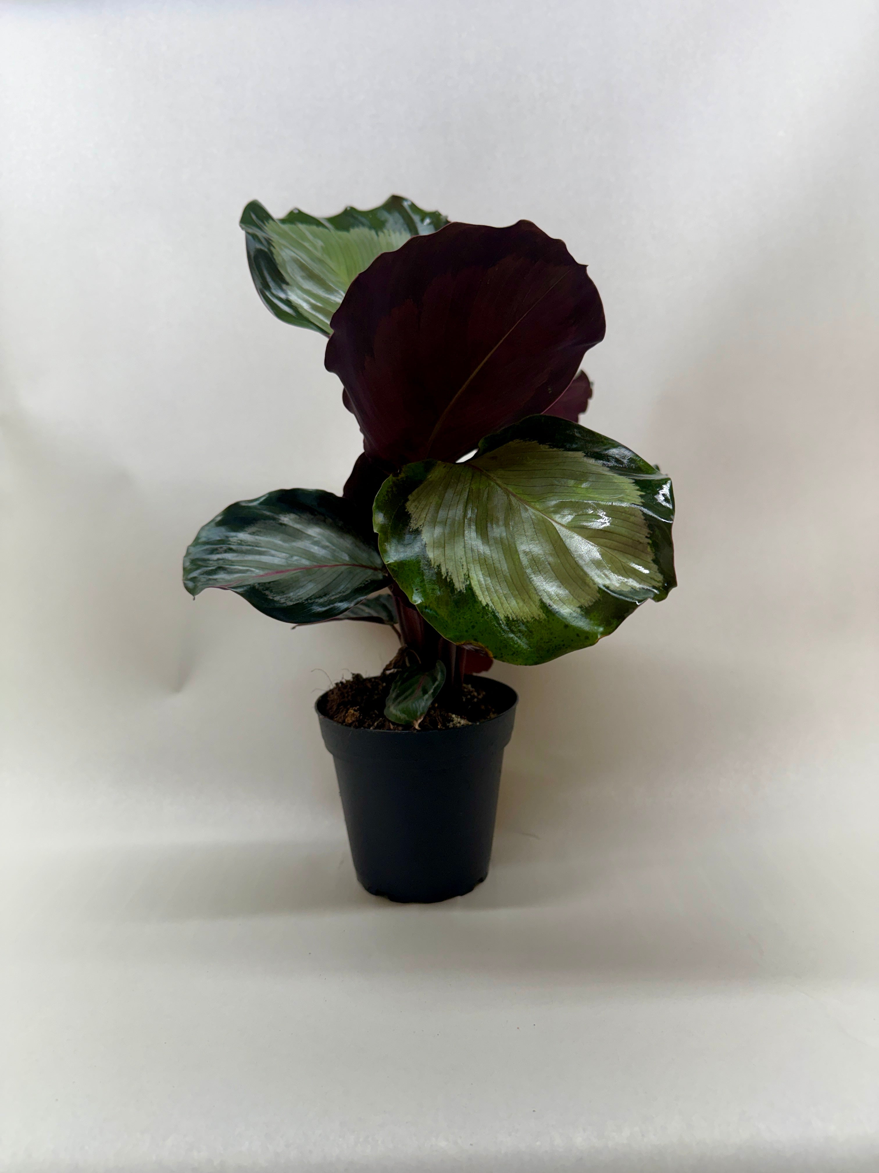 Calathea 'Northern Lights'
