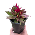 Celosia