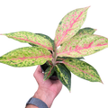 Chinese Evergreen 'Karat'