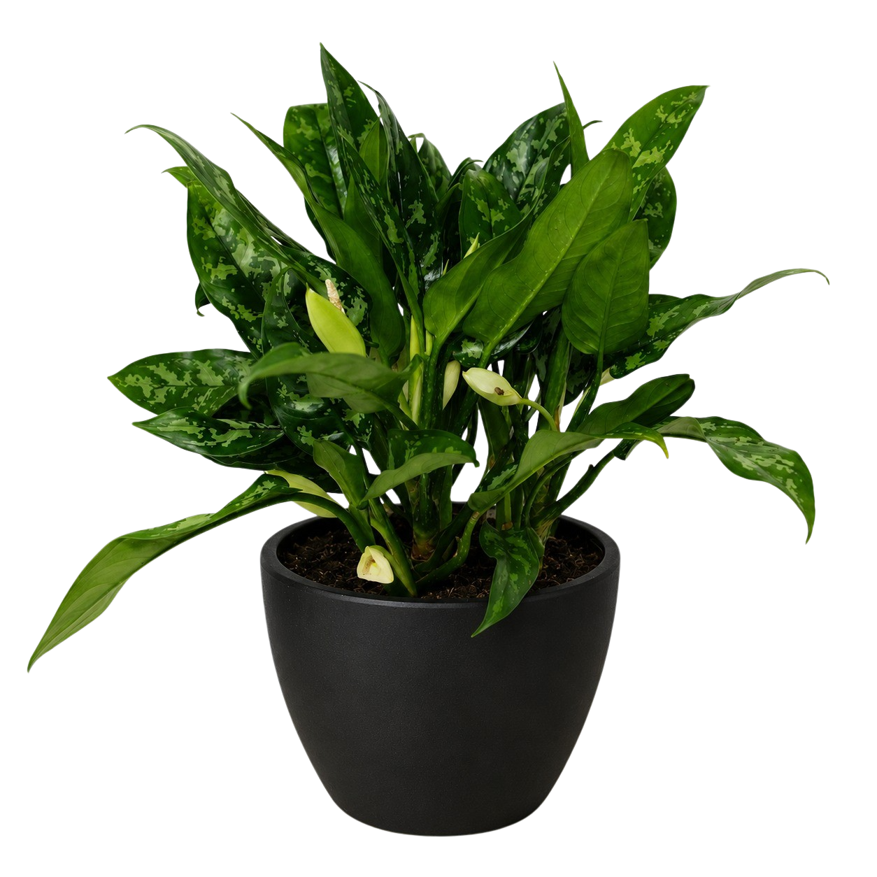 Chinese Evergreen 'Maria'