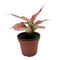 Chinese Evergreen 'Rich Red'