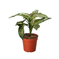 Chinese Evergreen 'Wishes'