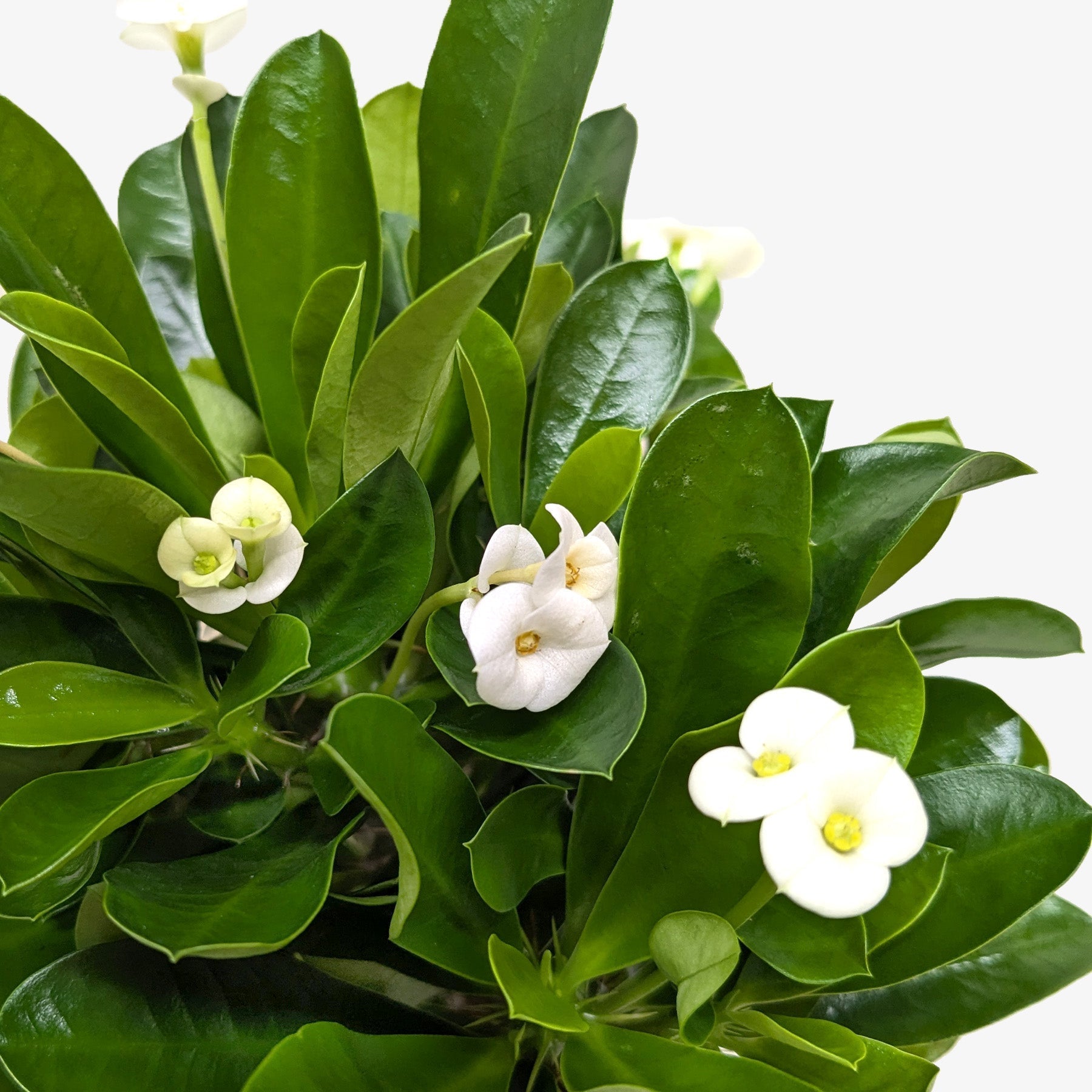 Crown of Thorns