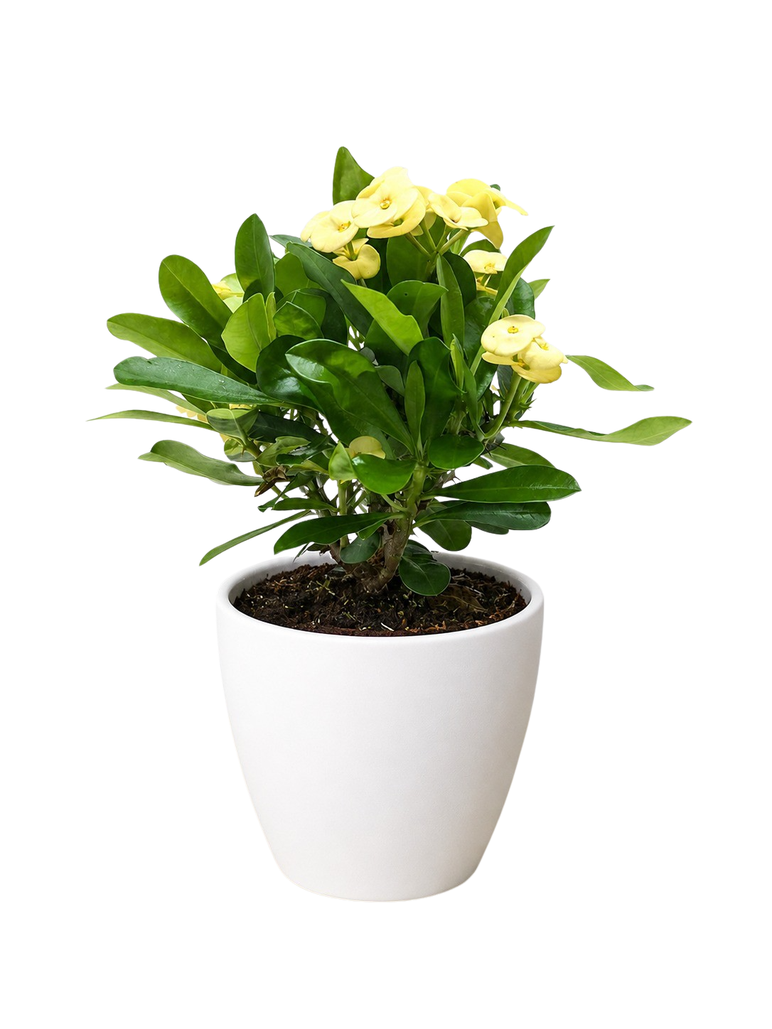 Crown of Thorns