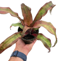 Cryptanthus 'Calypso'