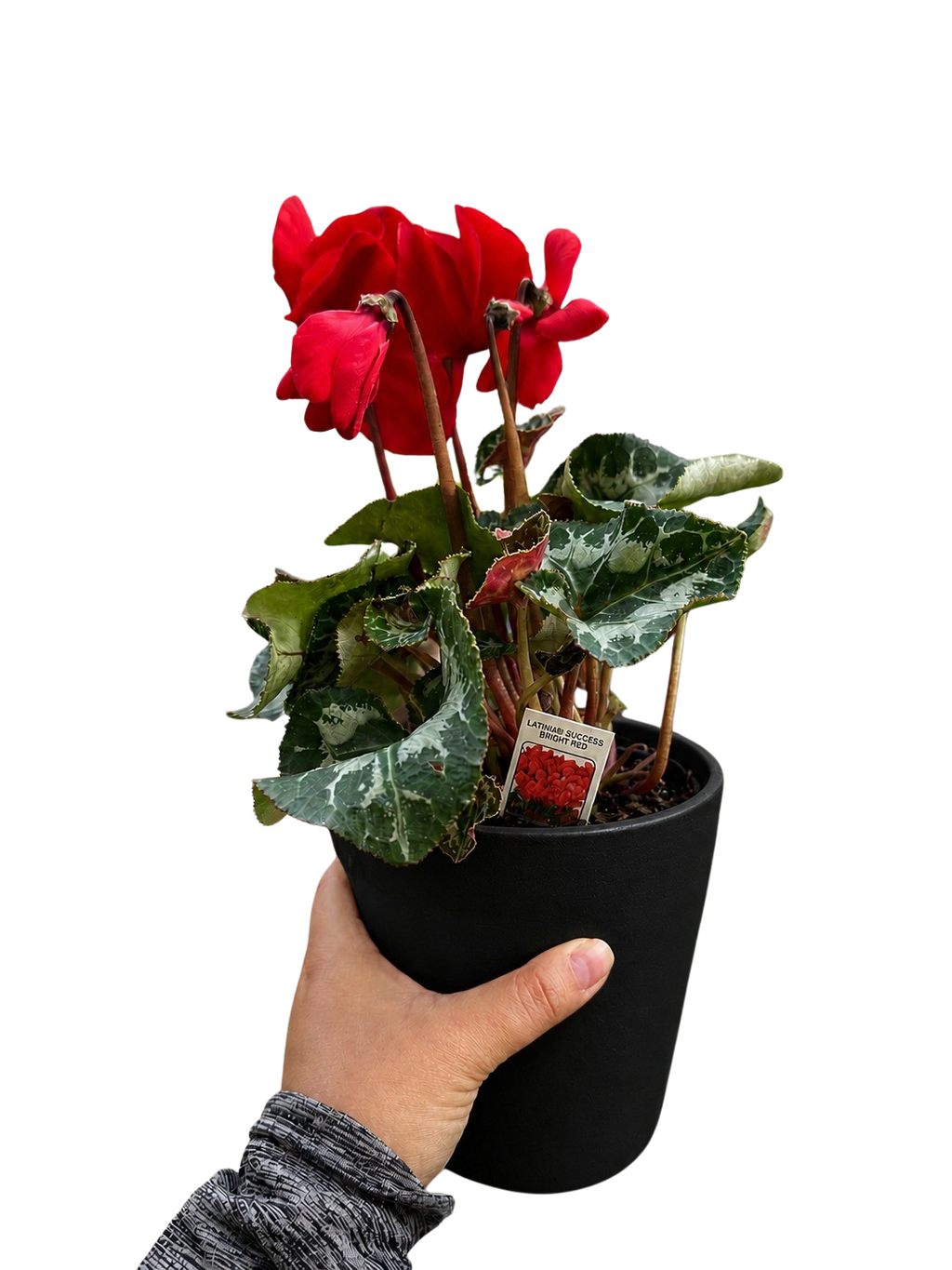 Cyclamen 'Red'