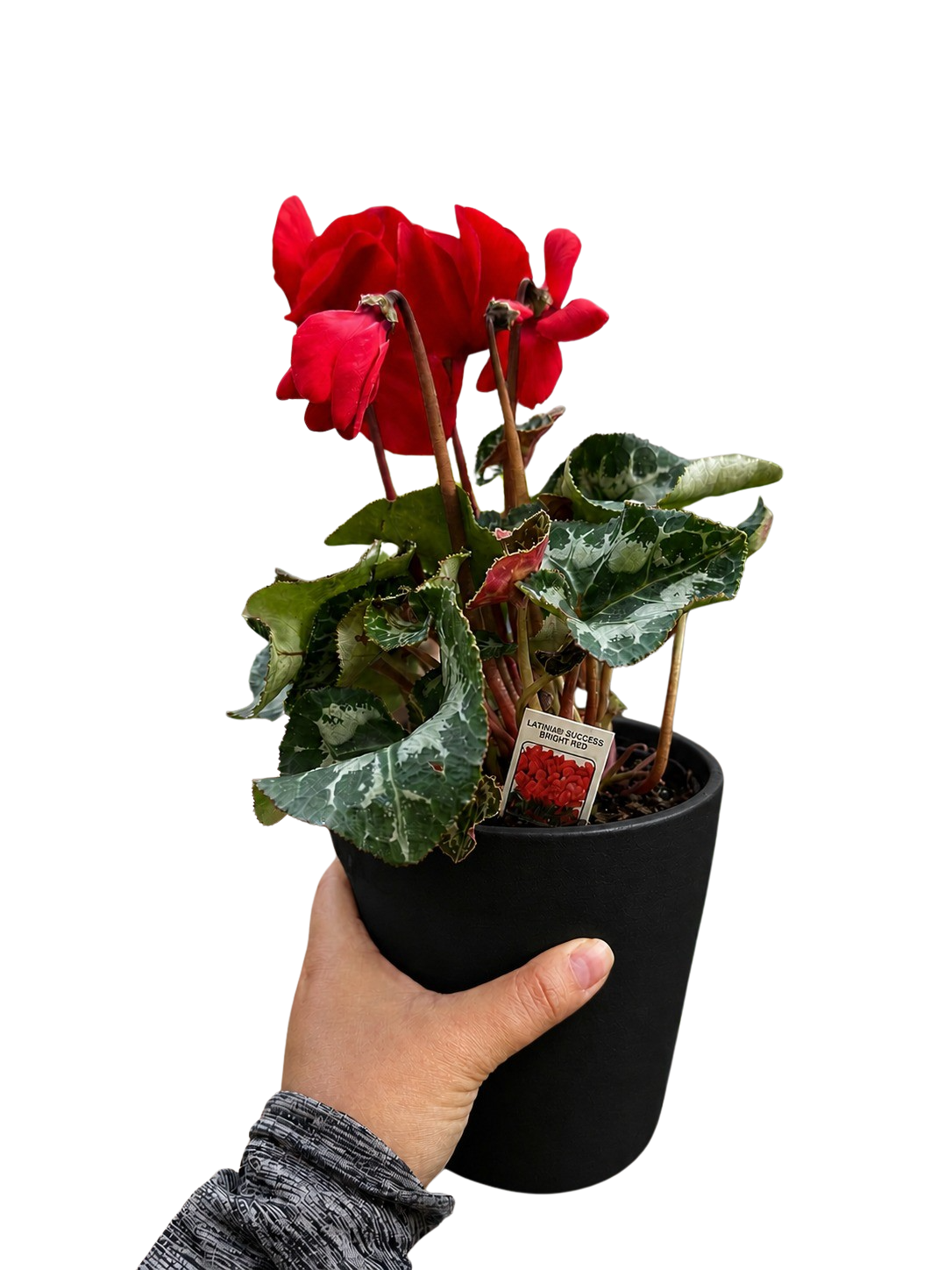 Cyclamen 'Red'