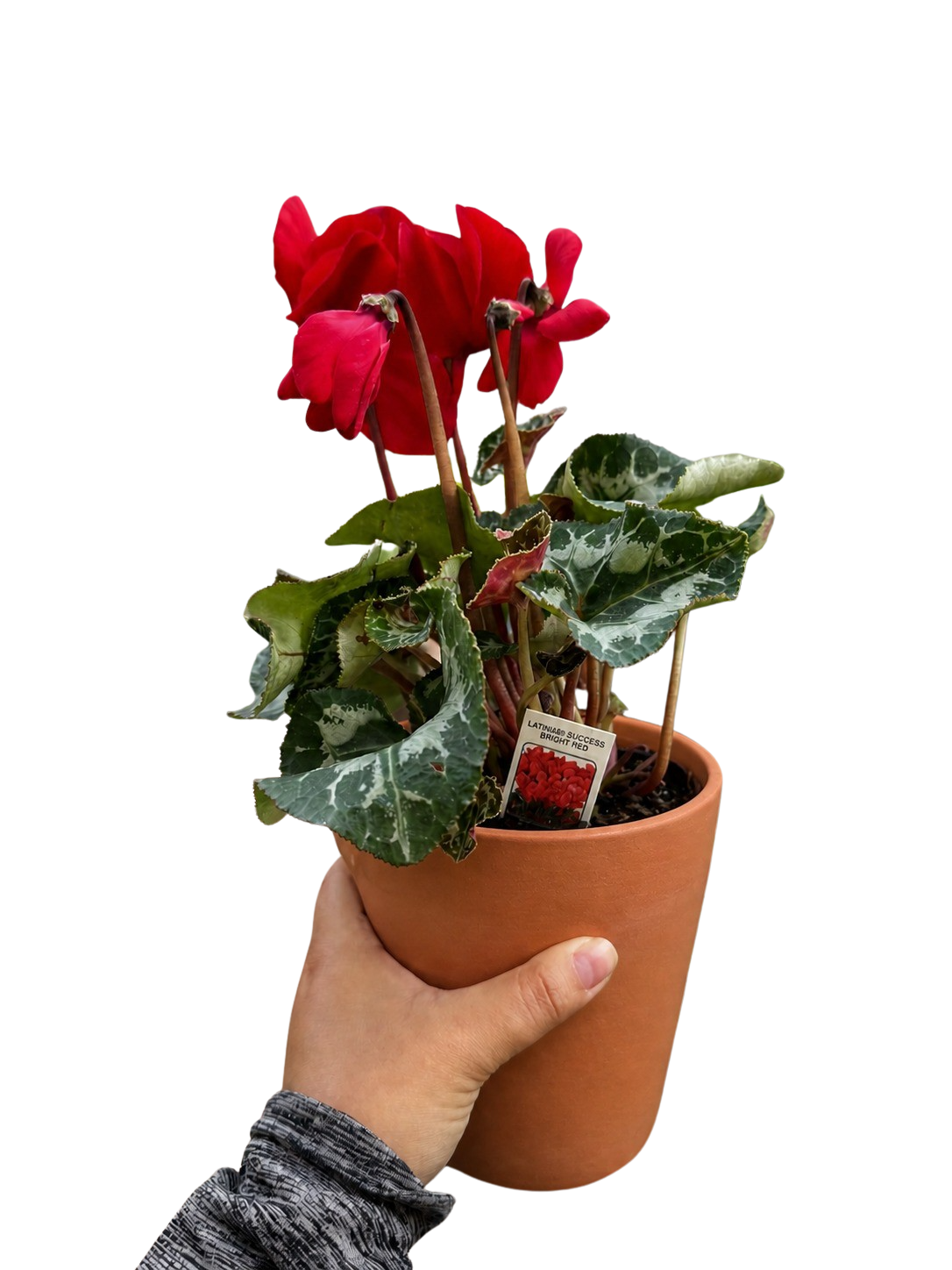 Cyclamen 'Red'