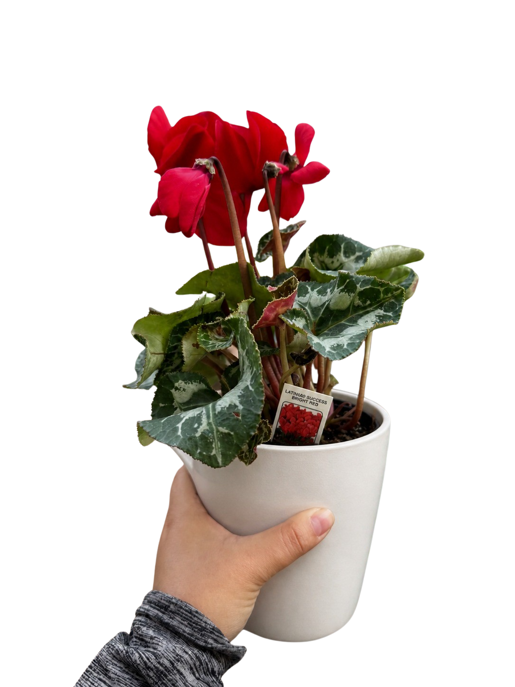 Cyclamen 'Red'