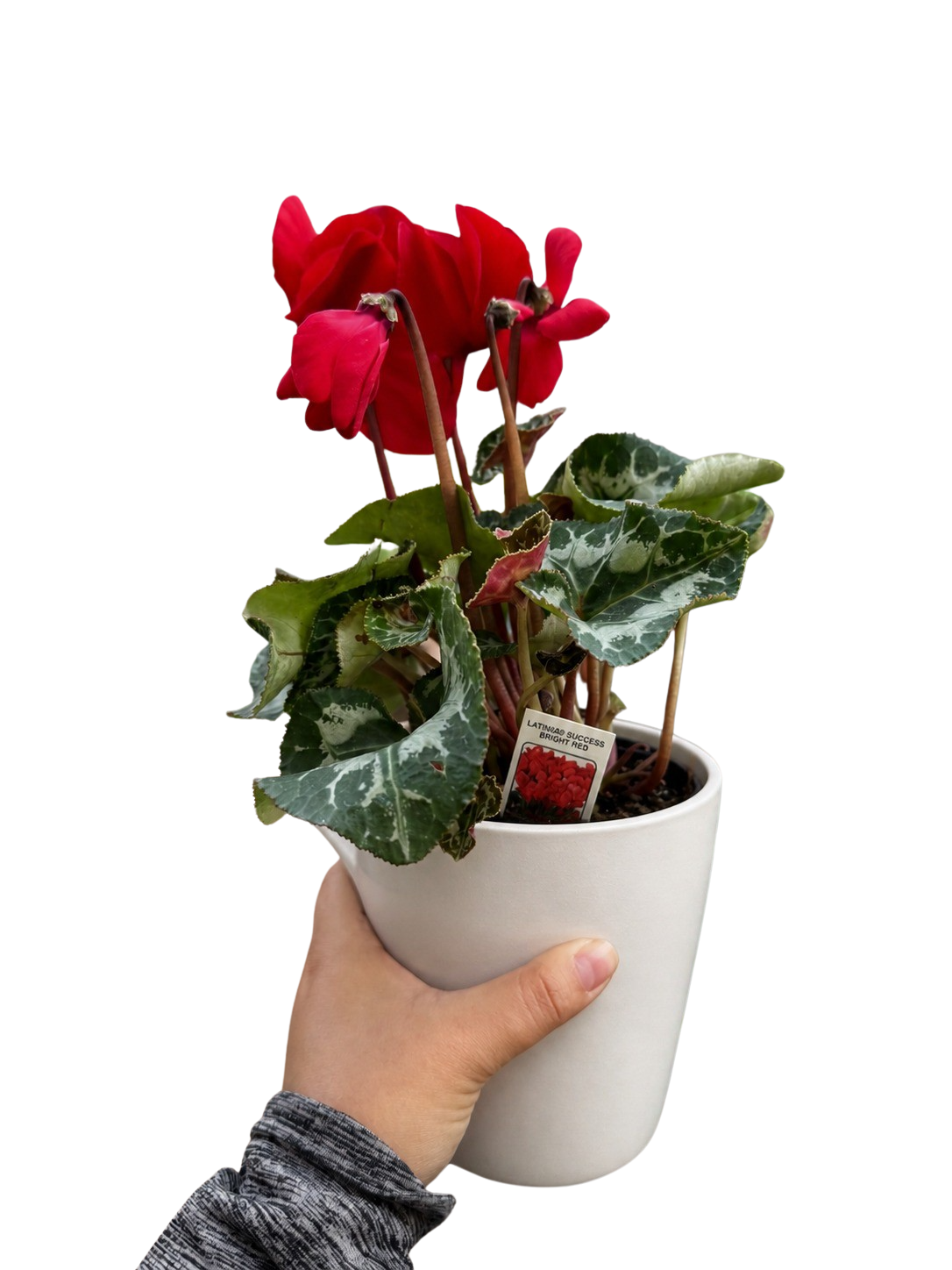 Cyclamen 'Red'