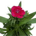 Dianthus