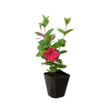 Dipladenia Premier Hot Pink