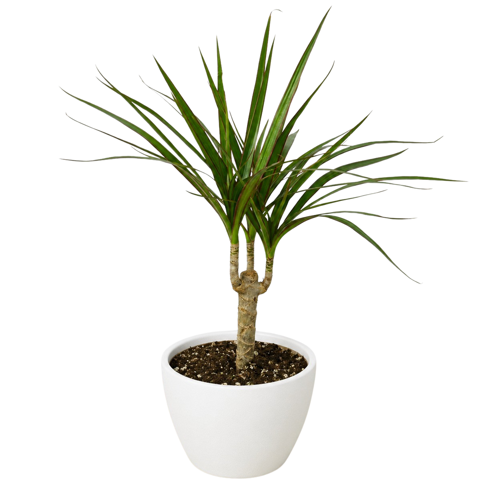 Dracaena 'Marginata Cane'