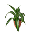 Dracaena 'Massangeana' - 4" Pot