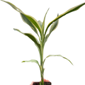 Dracaena 'Sanderiana'