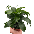 Dracaena 'Twister'