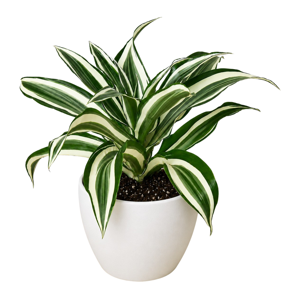 Dracaena 'Warneckii White Jewel'