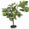 ED Fig