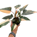 Homalomena Pink Diamond