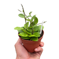 Hoya Bilobata
