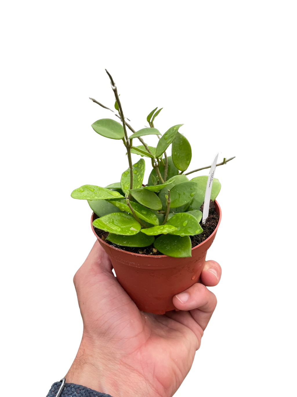Hoya Bilobata