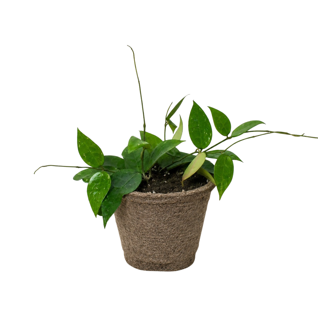 Hoya 'Black Margin'