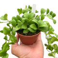Hoya Heuschkeliana