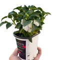 Impatiens