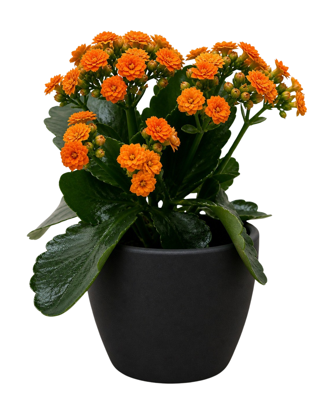 Kalanchoe 'Blossfeldiana'