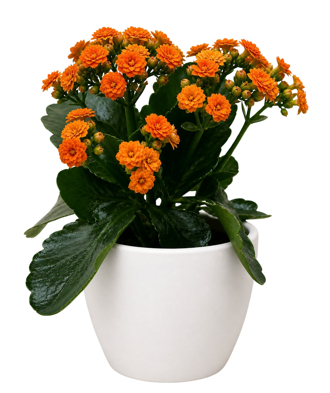 Kalanchoe 'Blossfeldiana'