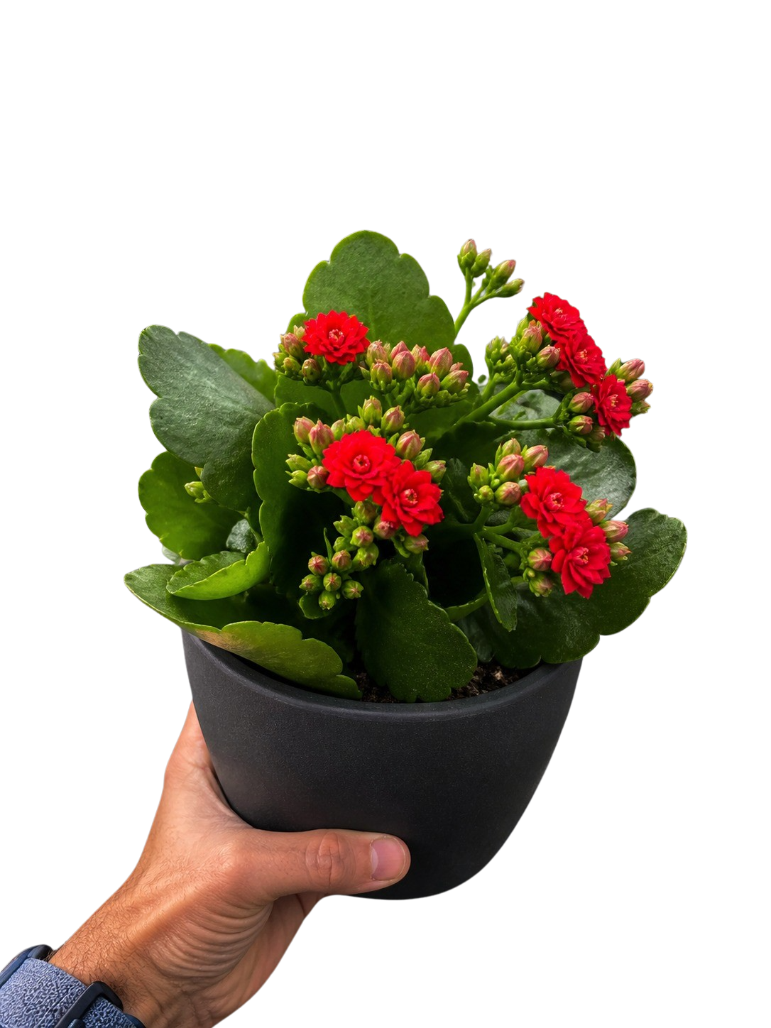 Kalanchoe 'Blossfeldiana'