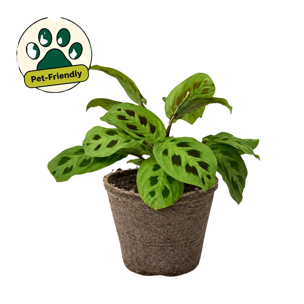 Maranta 'Leuconeura'