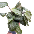 Maranta 'Silver Band'