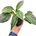 Monolena 'Primuliflora'