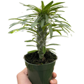 Pachypodium 'lamerei' (Madagascar Palm)