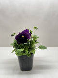 Pansy