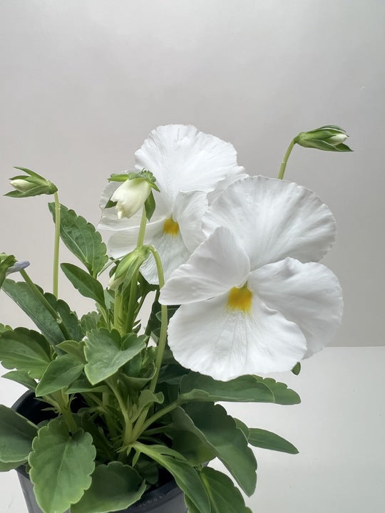 Pansy