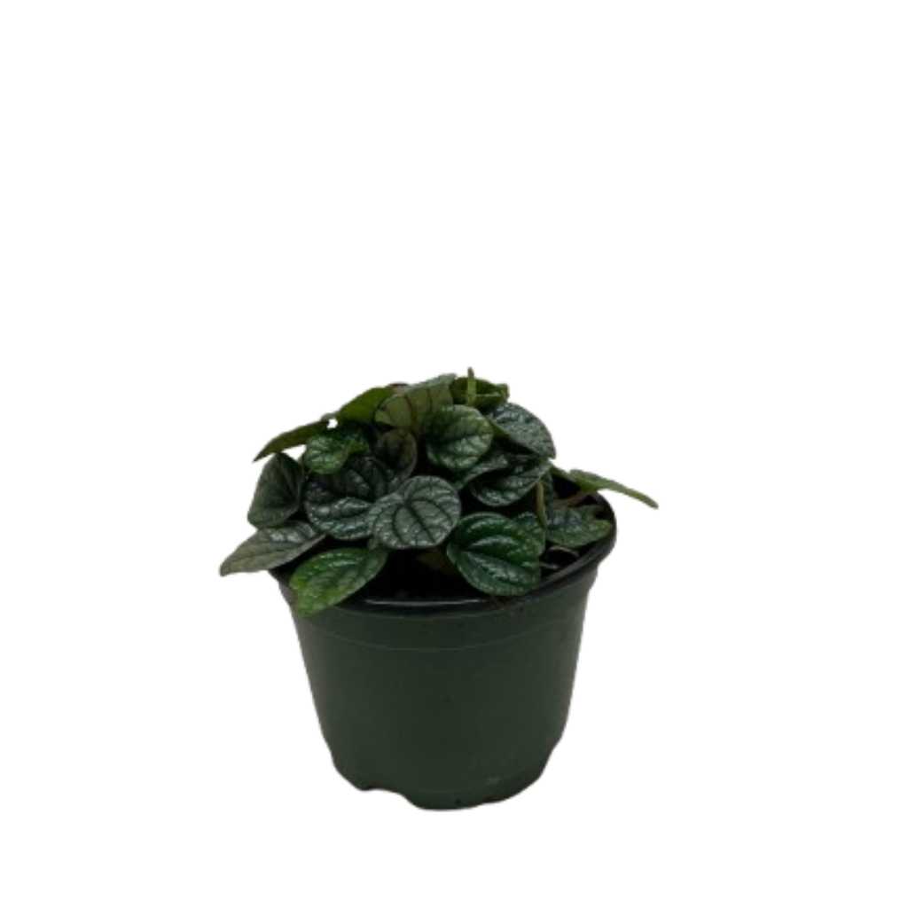 Peperomia Greyhound