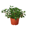 Peperomia 'Glabella'